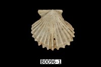 藏品(海扇蛤)的圖片